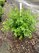 Rhus aromatica 'Gro-Low'
