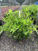 Itea virginica 'Henry's Garnet'