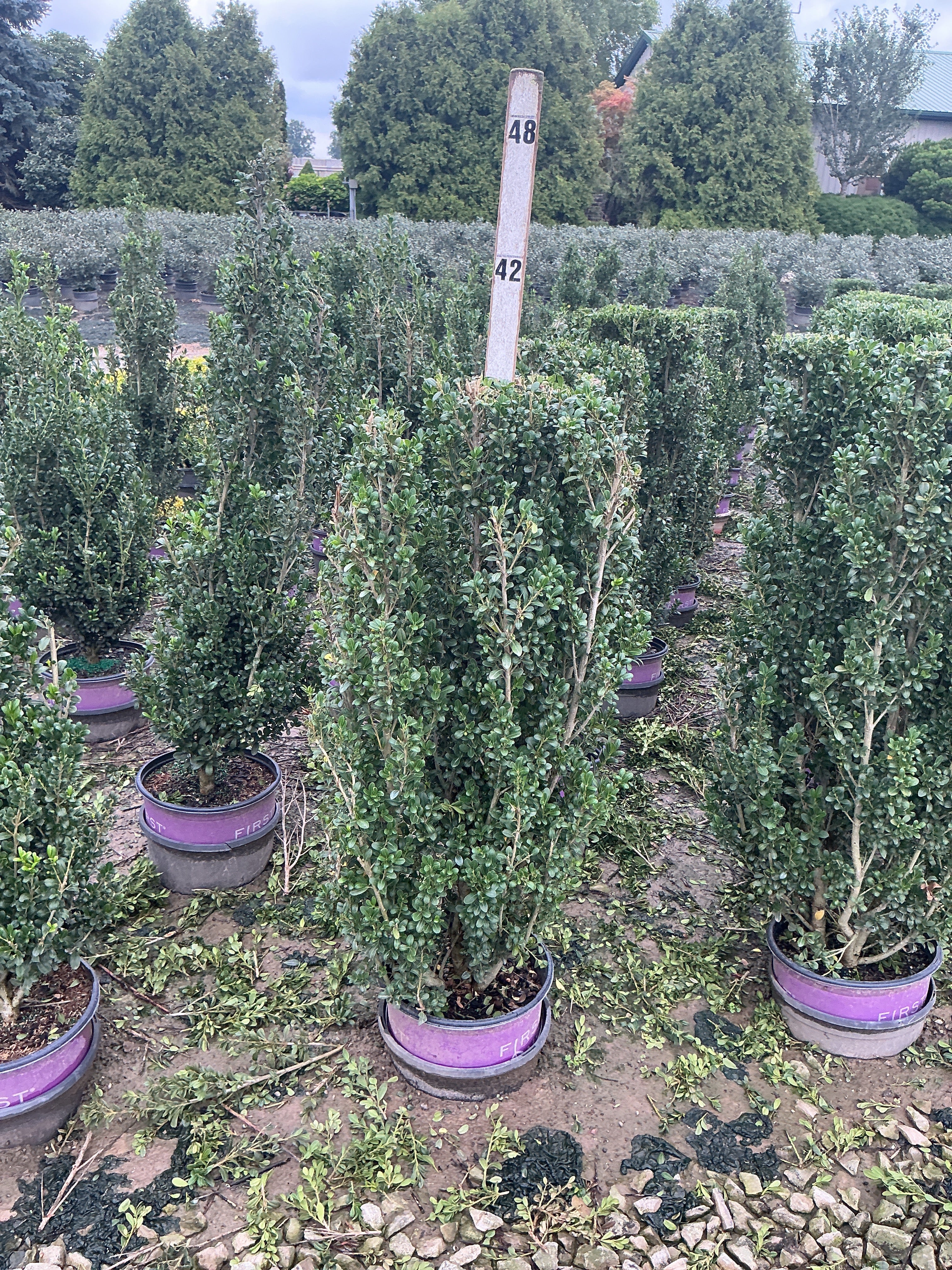Ilex crenata 'Chubby Hubby'