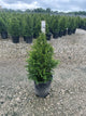 Thuja x 'Junior Giant'
