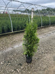 Thuja occidentalis 'King of Brabant'