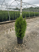 Thuja occidentalis 'Smaragd'