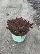 Sedum SunSparkler® ‘Red Angelina'