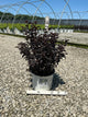Physocarpus O 'Smr Wine Black'