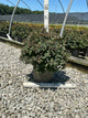 Spiraea empire 'Ice Dragon'