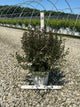Physocarpus opulifolius 'SMPOTW'