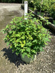 Rosa K.O 'Radsunny'