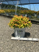 Spiraea JAP 'Dbl Play Candy Corn'