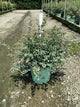 Symphoricarpos 'Sweet Kolmagics'