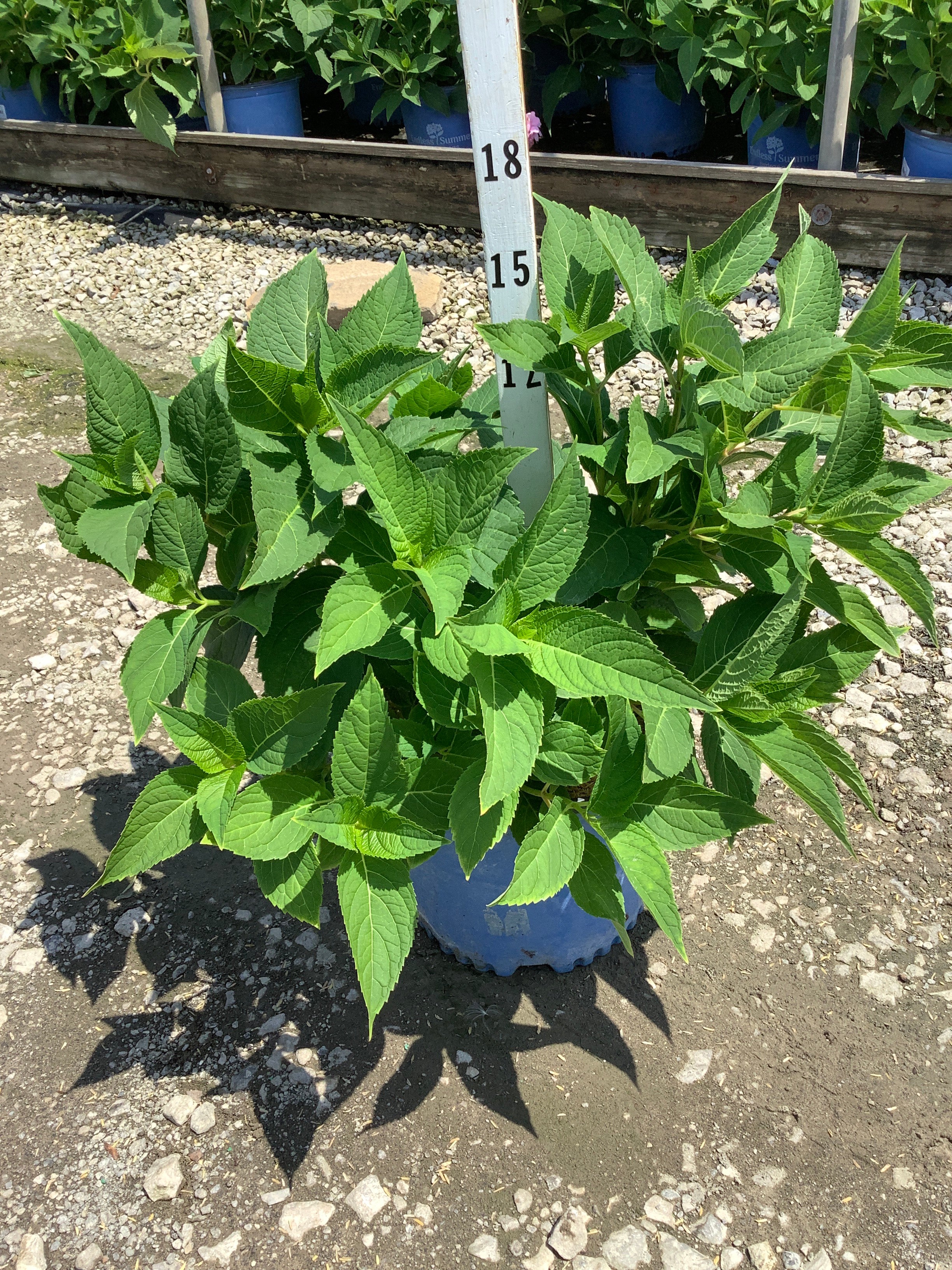 Hydrangea macrophylla 'Bailmer'