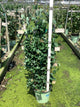 Lonicera sempervirens 'Major Wheeler'