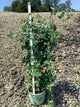 Lonicera x 'Celestial'