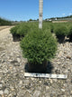 Thuja occidentalis 'Bobazam'