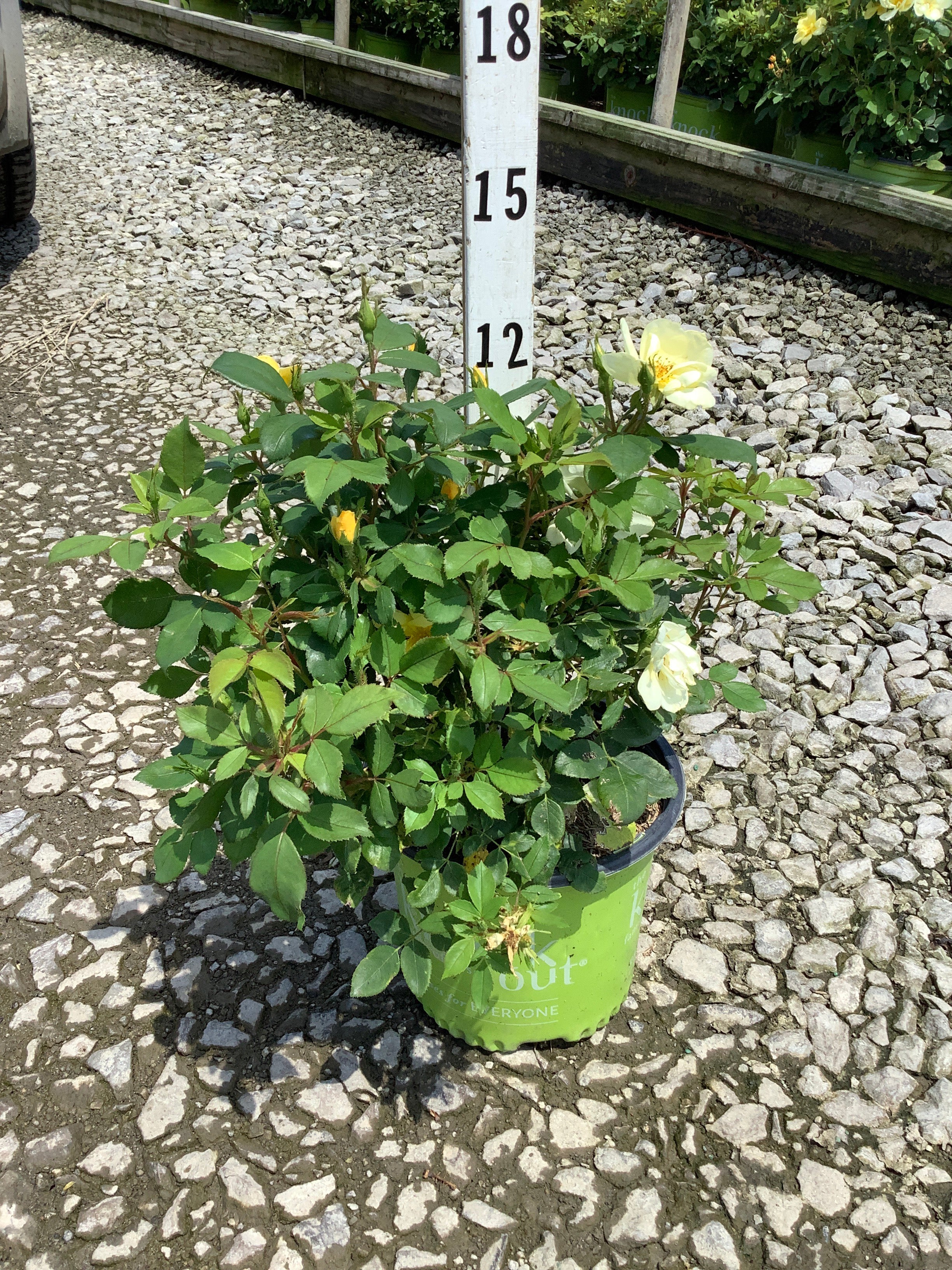 Rosa K.O 'Radsunny'