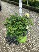 Rosa K.O 'Radsunny'