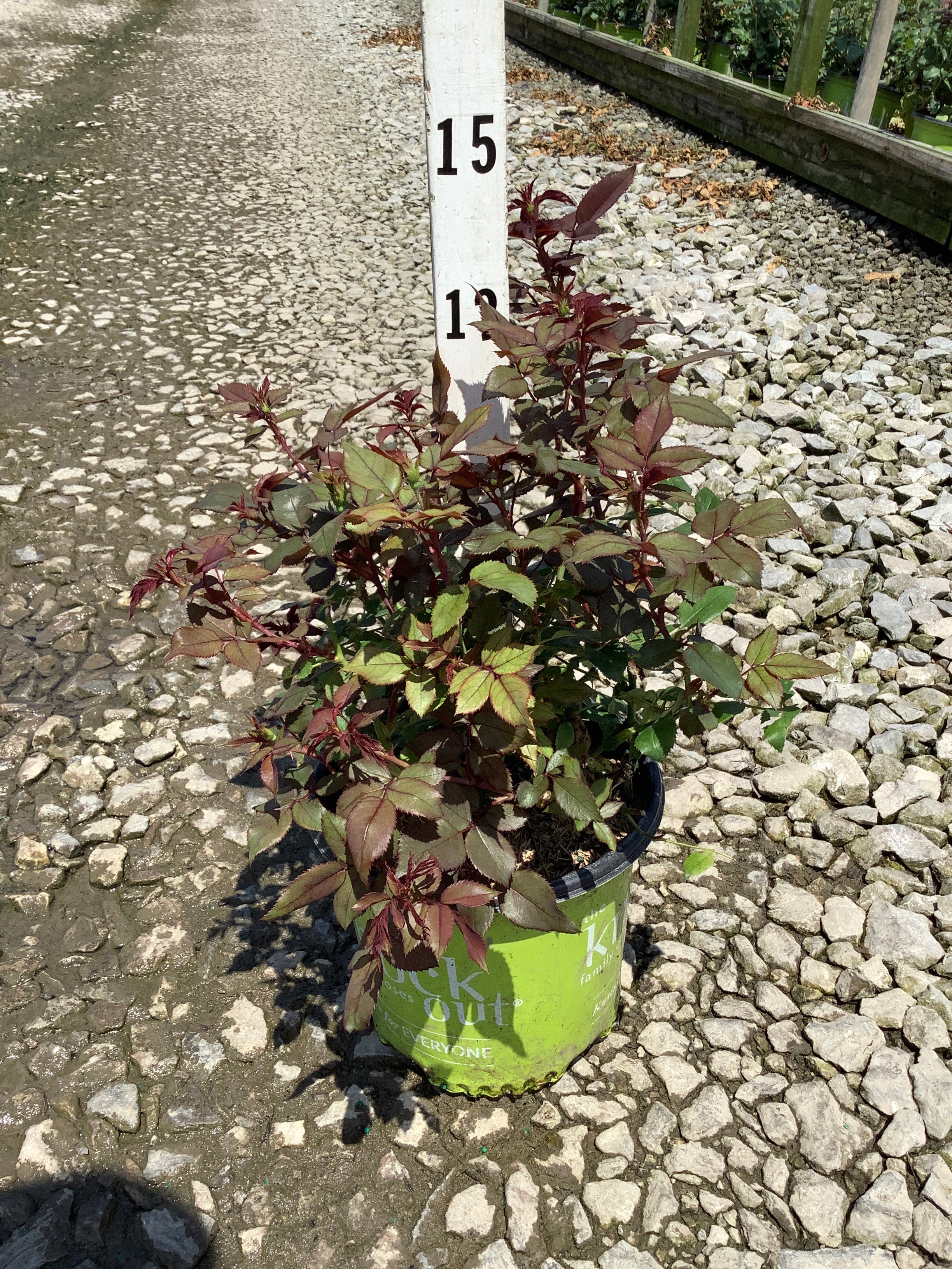 Rosa K.O 'Radcon'