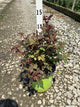 Rosa K.O 'Radcon'