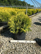 Thuja occidentalis 'Globosa Aurea'