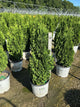 Thuja occidentalis 'Sting'