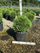 Thuja occidentalis 'Hetz Midget'