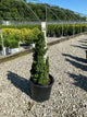 Thuja occidentalis 'Primo'