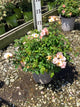 Rosa 'Drift Meiggili'