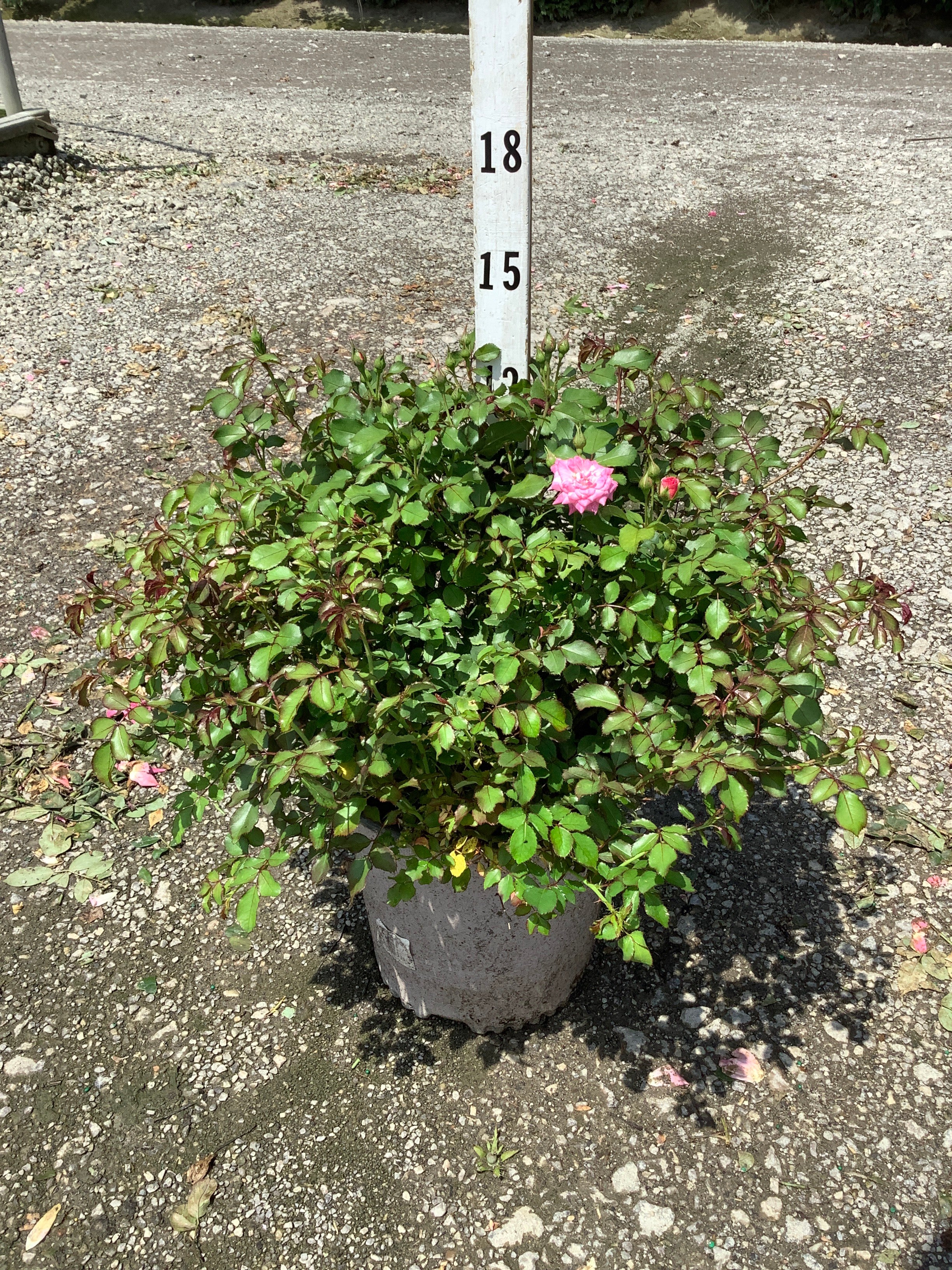 Rosa 'Drift Meiswetdom'