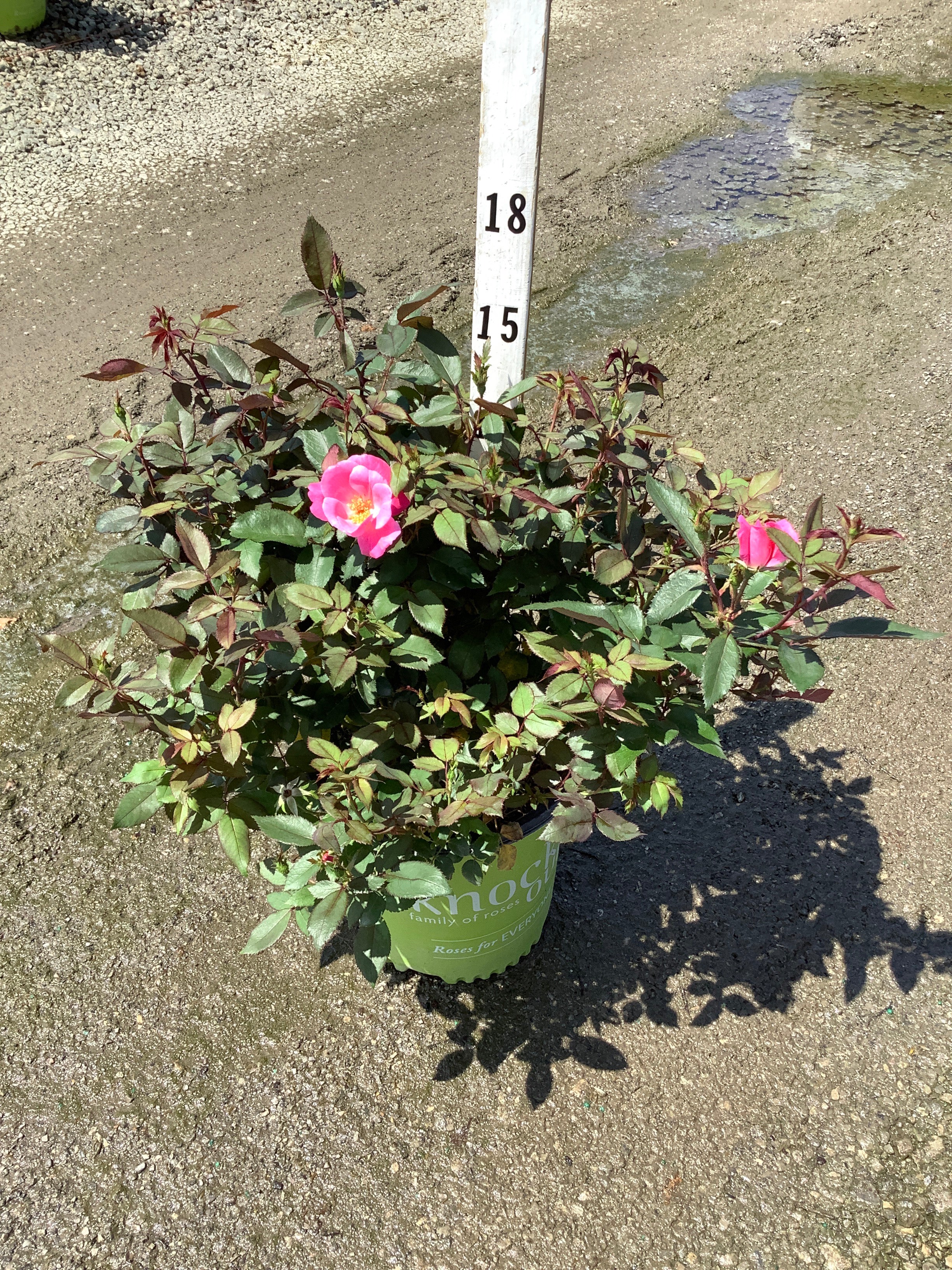 Rosa K.O 'Radcon'