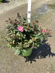 Rosa K.O 'Radcon'