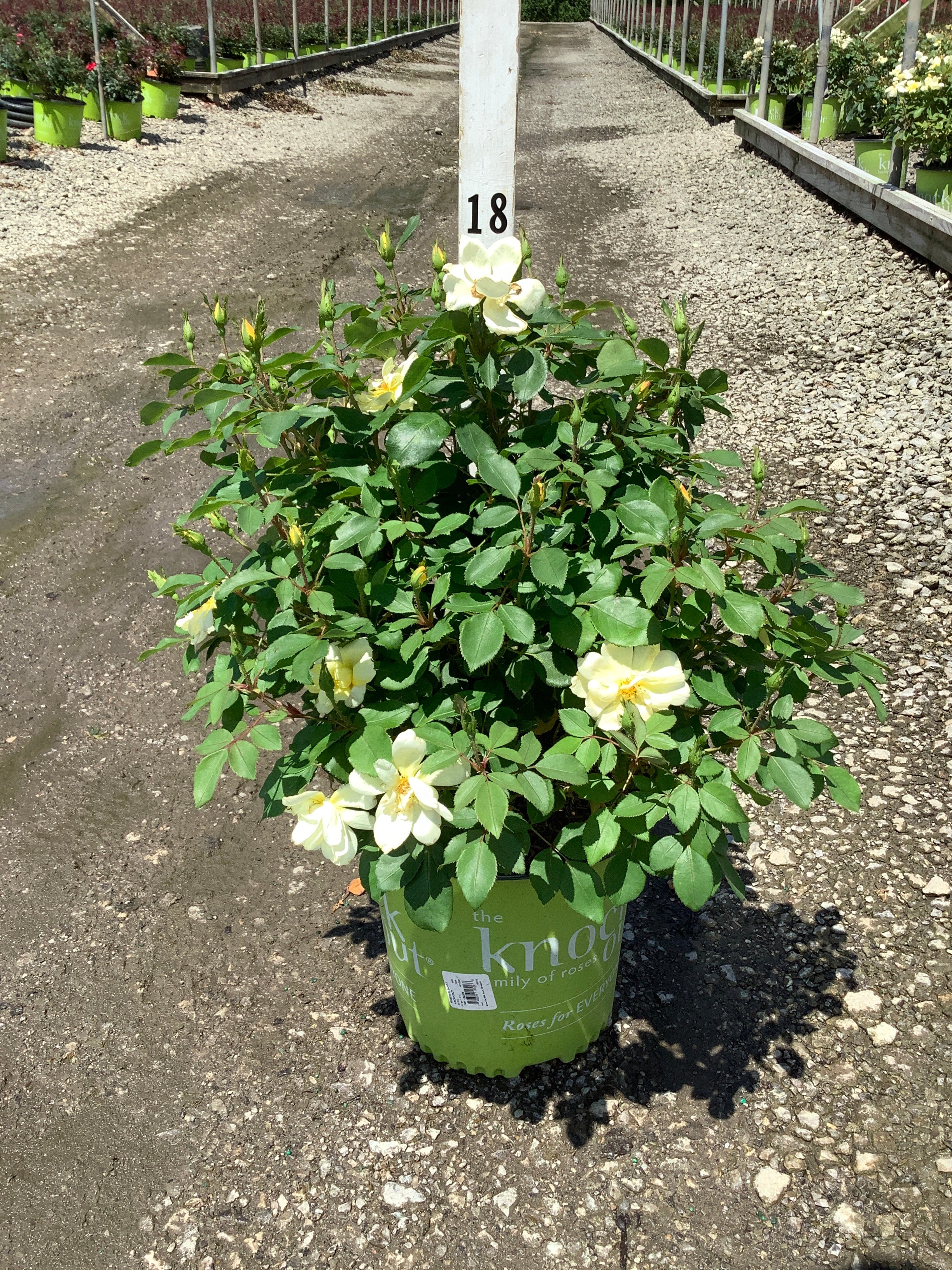 Rosa K.O 'Radsunny'