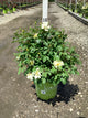 Rosa K.O 'Radsunny'