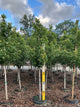 Platanus A 'Exclamation'