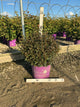 Physocarpus opulifolius 'Donna May'