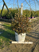 Physocarpus opulifolius 'Seward'