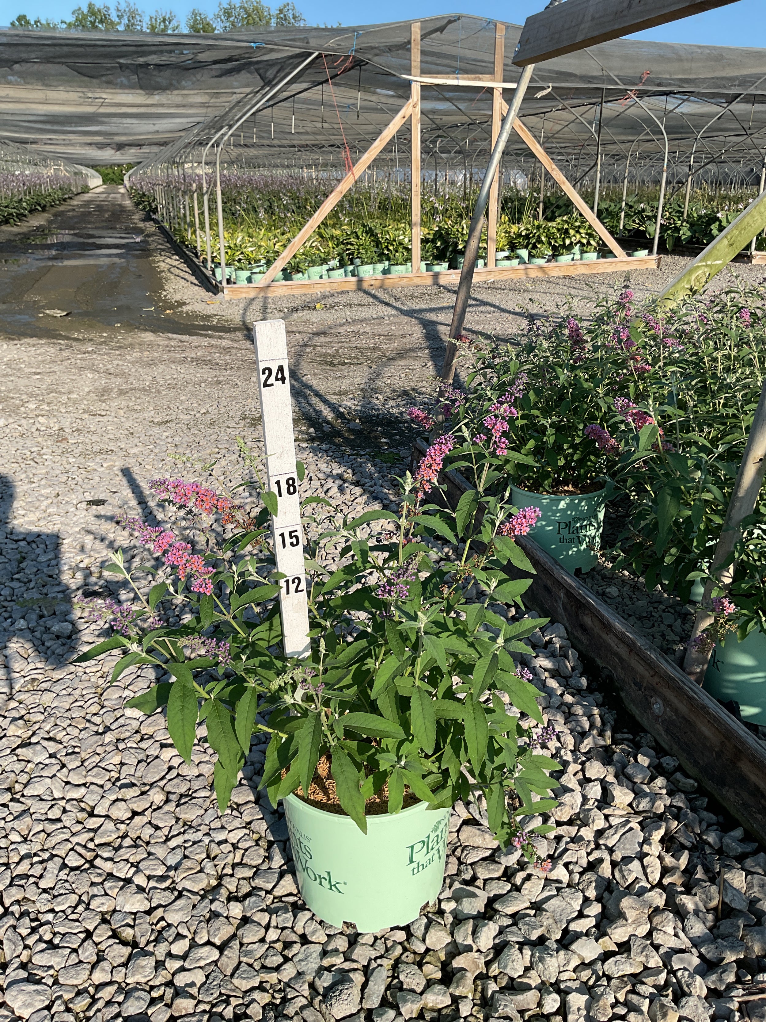 Buddleia x weyeriana 'Bicolor'