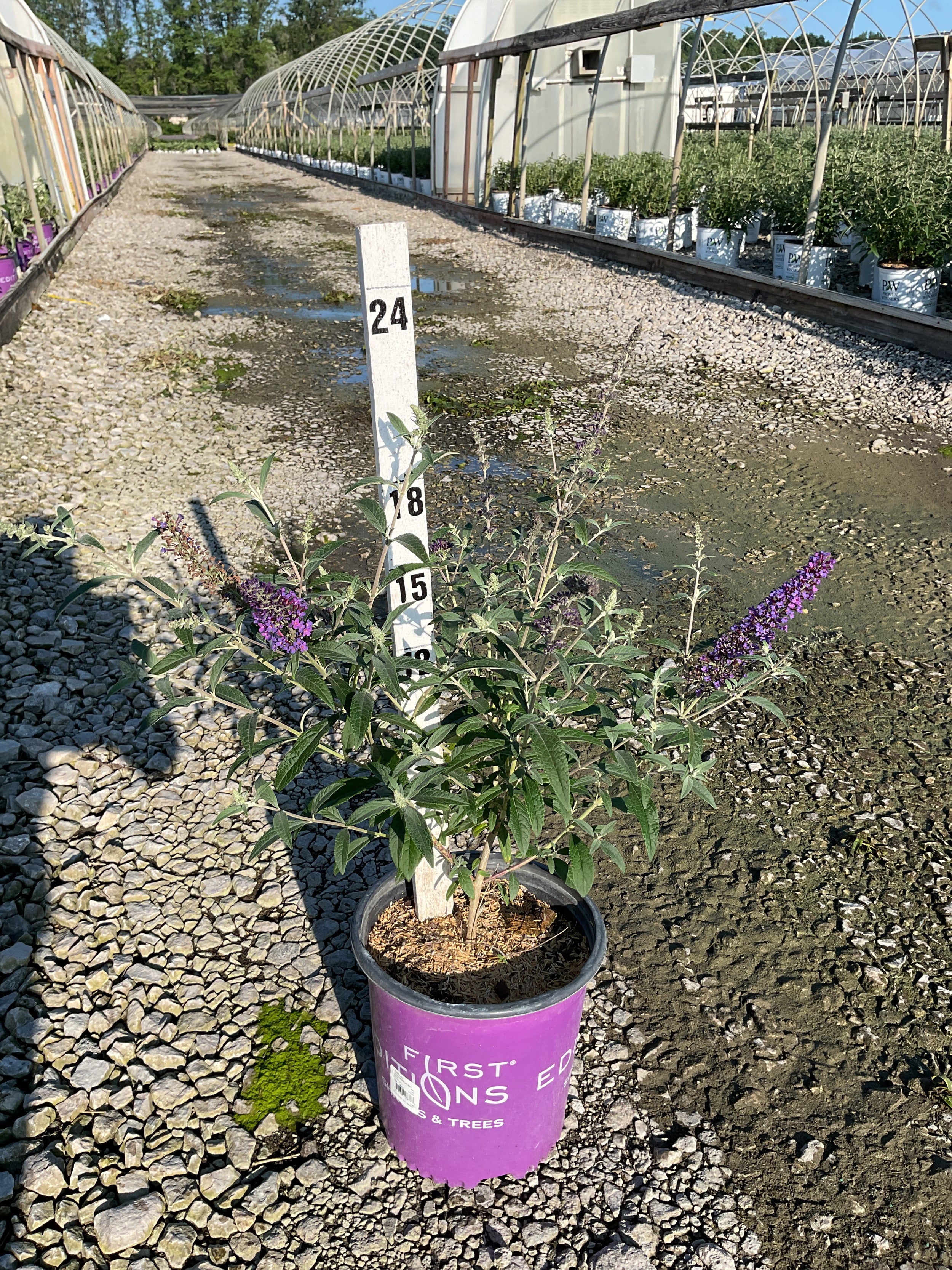 Buddleia ‘Psychedelic Sky'
