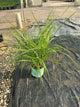 Miscanthus sinensis 'Lady in Red'