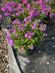 Phlox paniculata 'Flame Pro Purple'