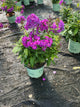 Phlox paniculata 'Ditomsur'