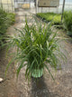 Miscanthus sinensis 'Lady in Red'