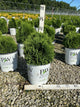 Thuja occidentalis 'Tater Tot'