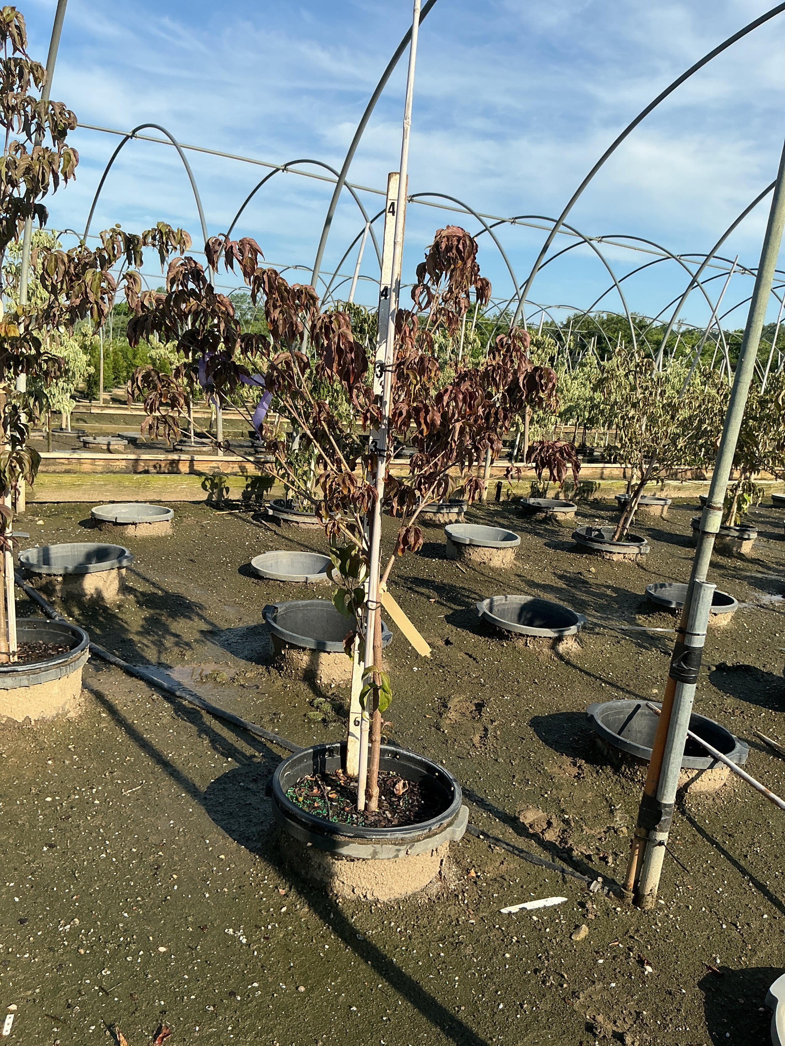 Cornus kousa 'Hanros'