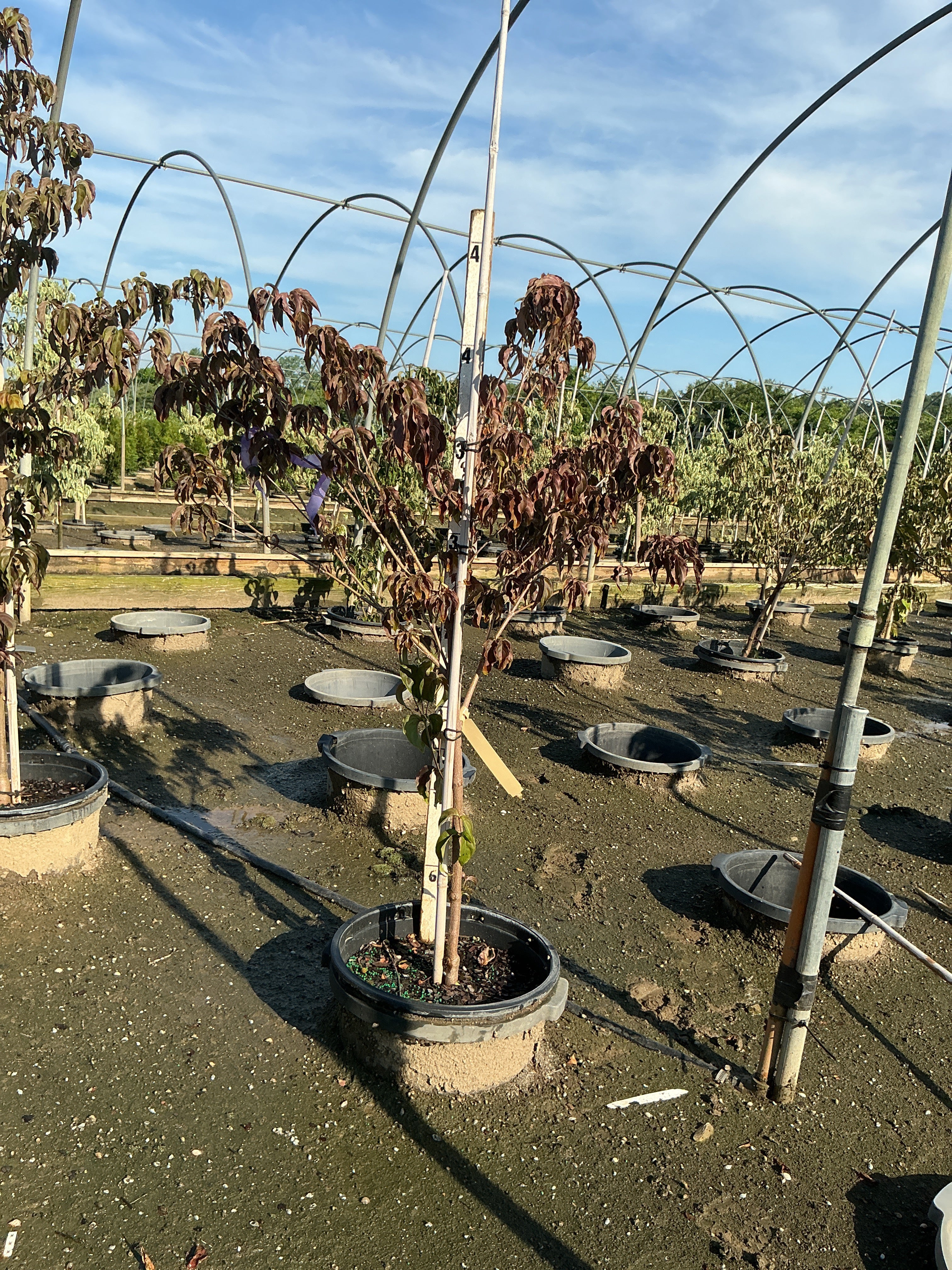 Cornus kousa 'Hanros'