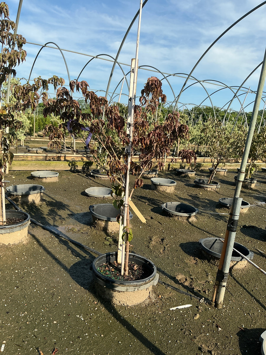Cornus kousa 'Hanros' â€” G7 SQ 36-42