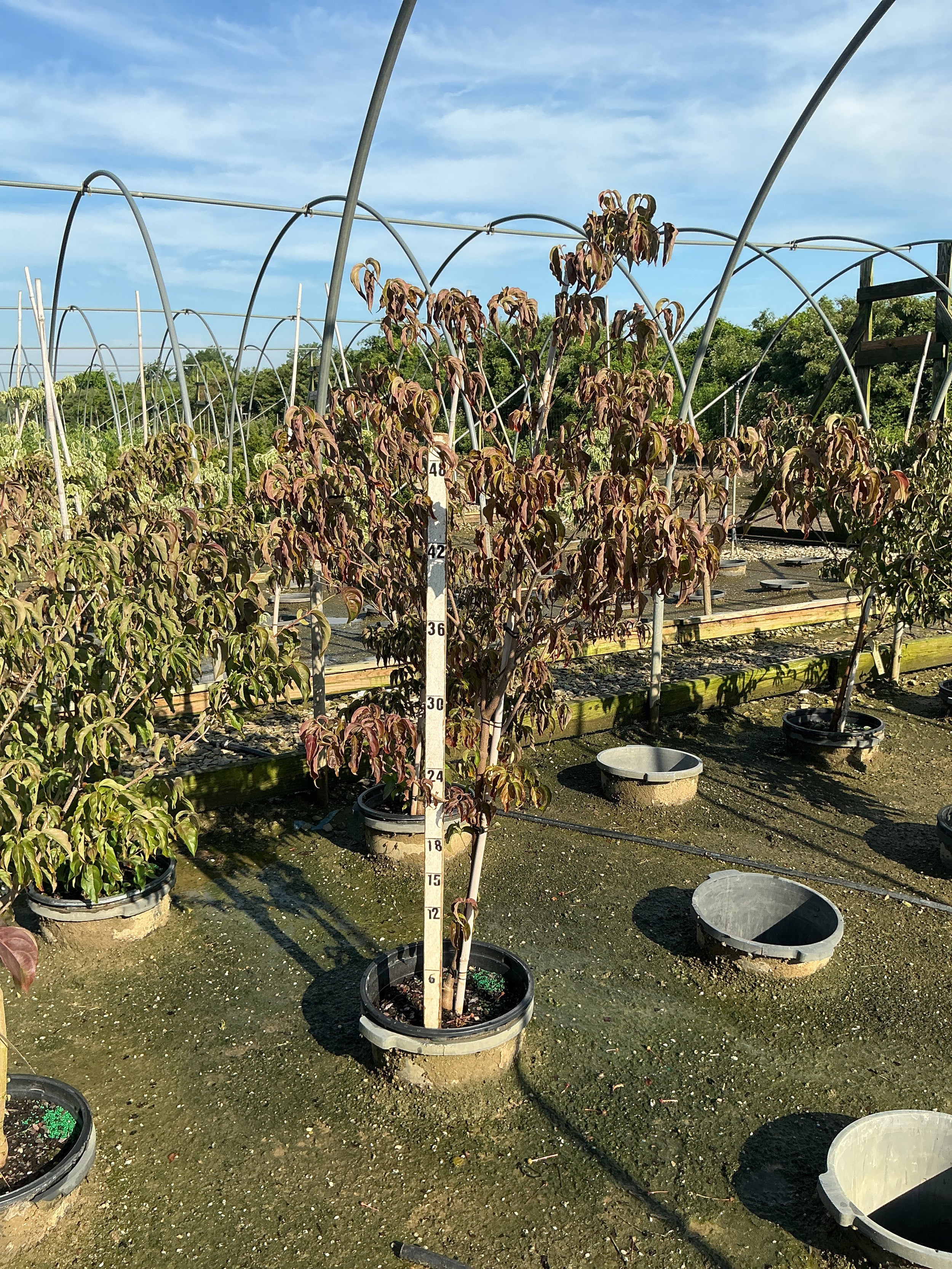 Cornus kousa 'Hanros'