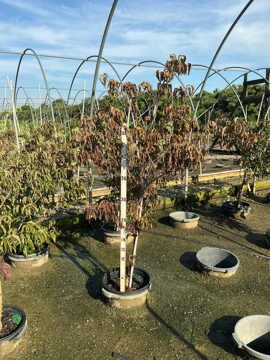 Cornus kousa 'Hanros' â€” G7 SQ 48