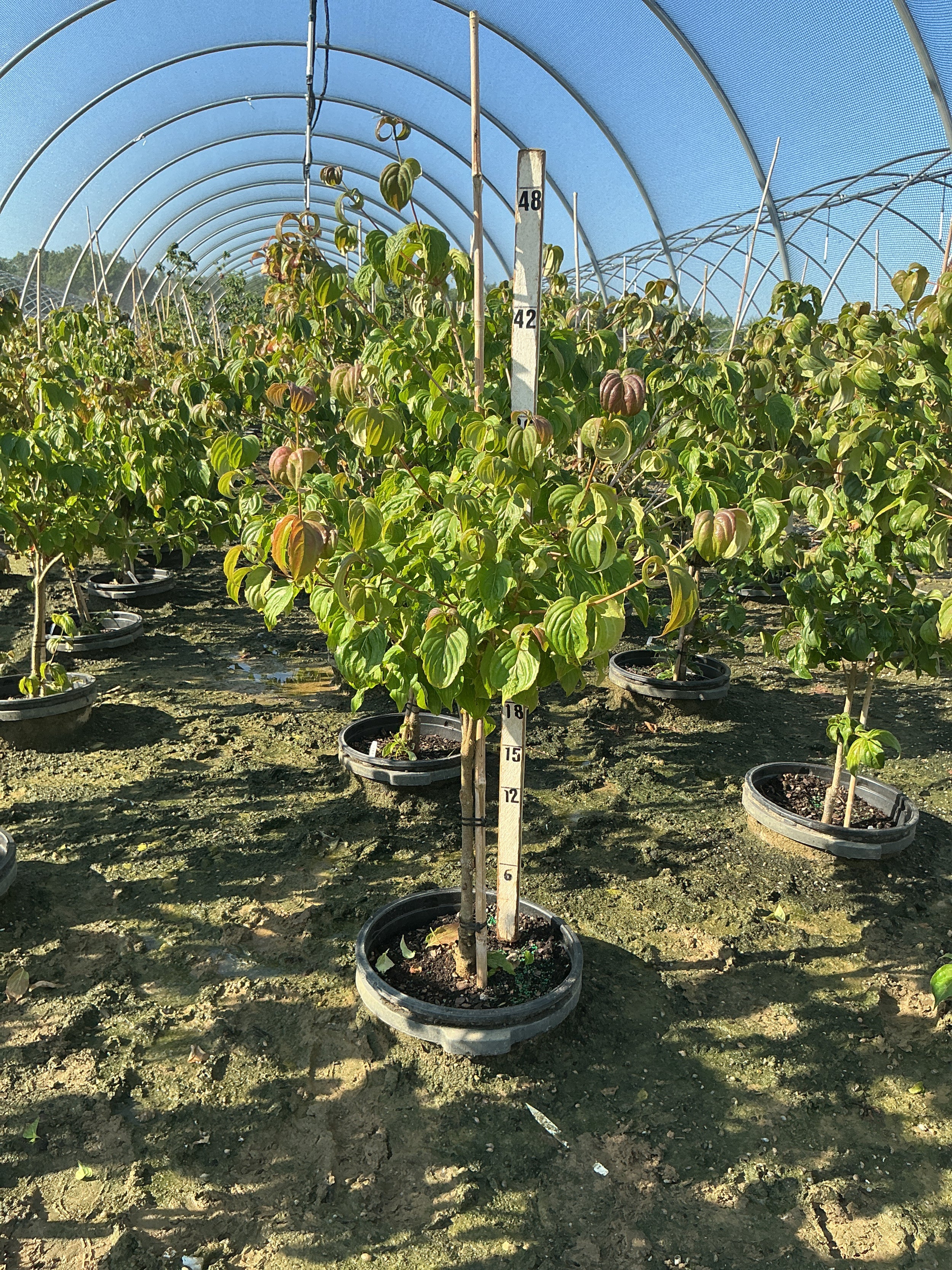 Cornus kousa 'Satomi'
