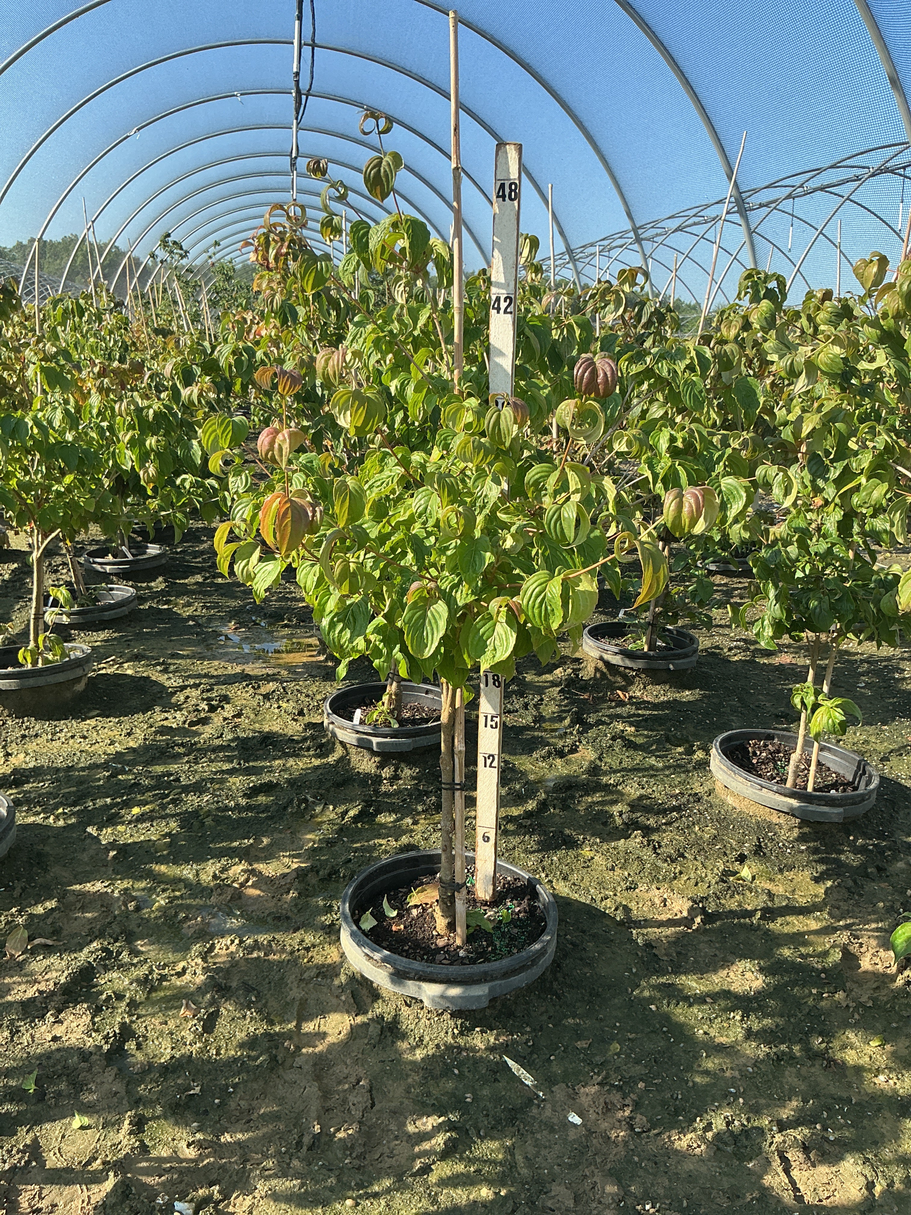 Cornus kousa 'Satomi'
