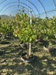Cornus kousa 'Satomi'