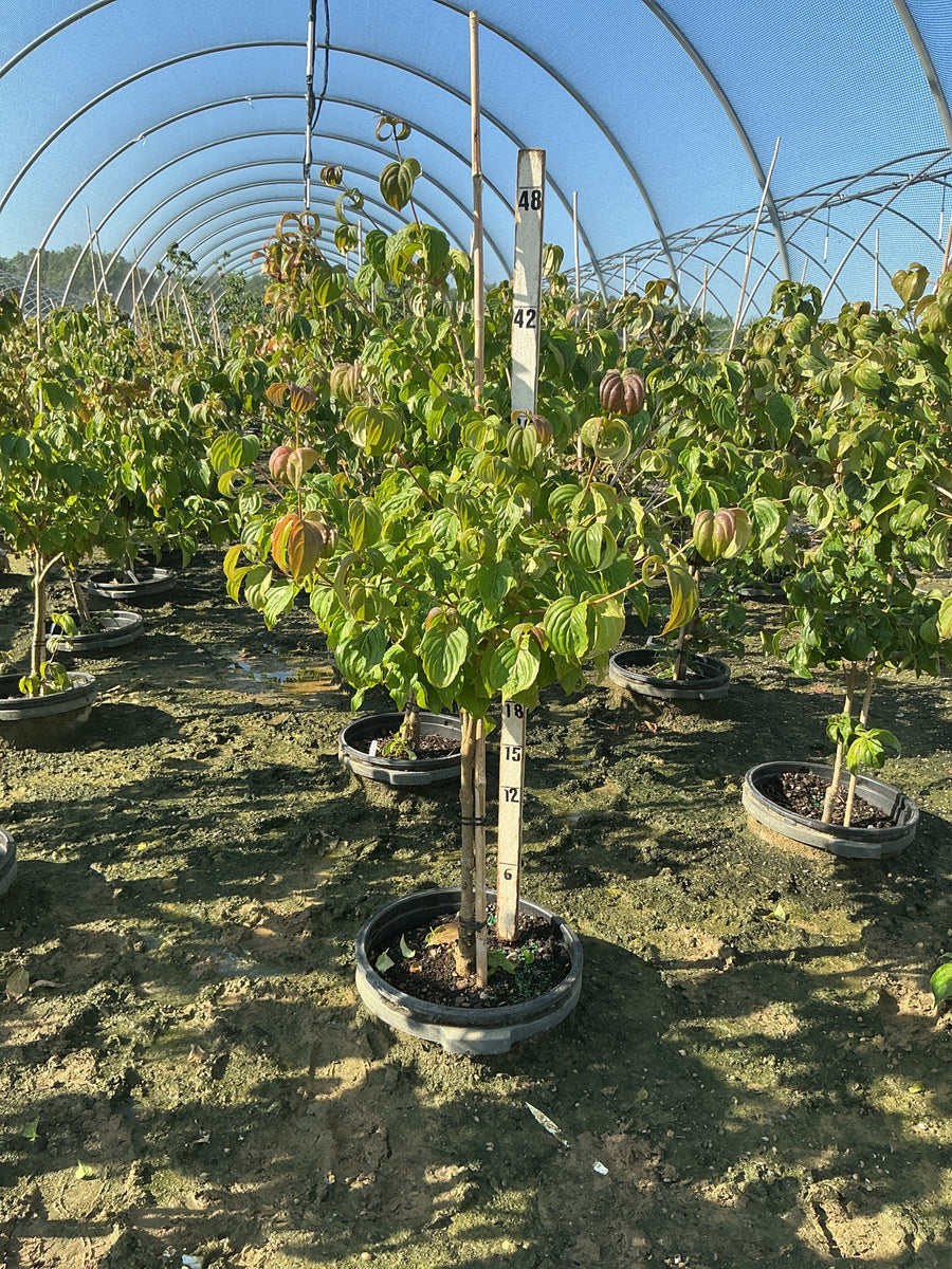 Cornus kousa 'Satomi' â€” G7 36